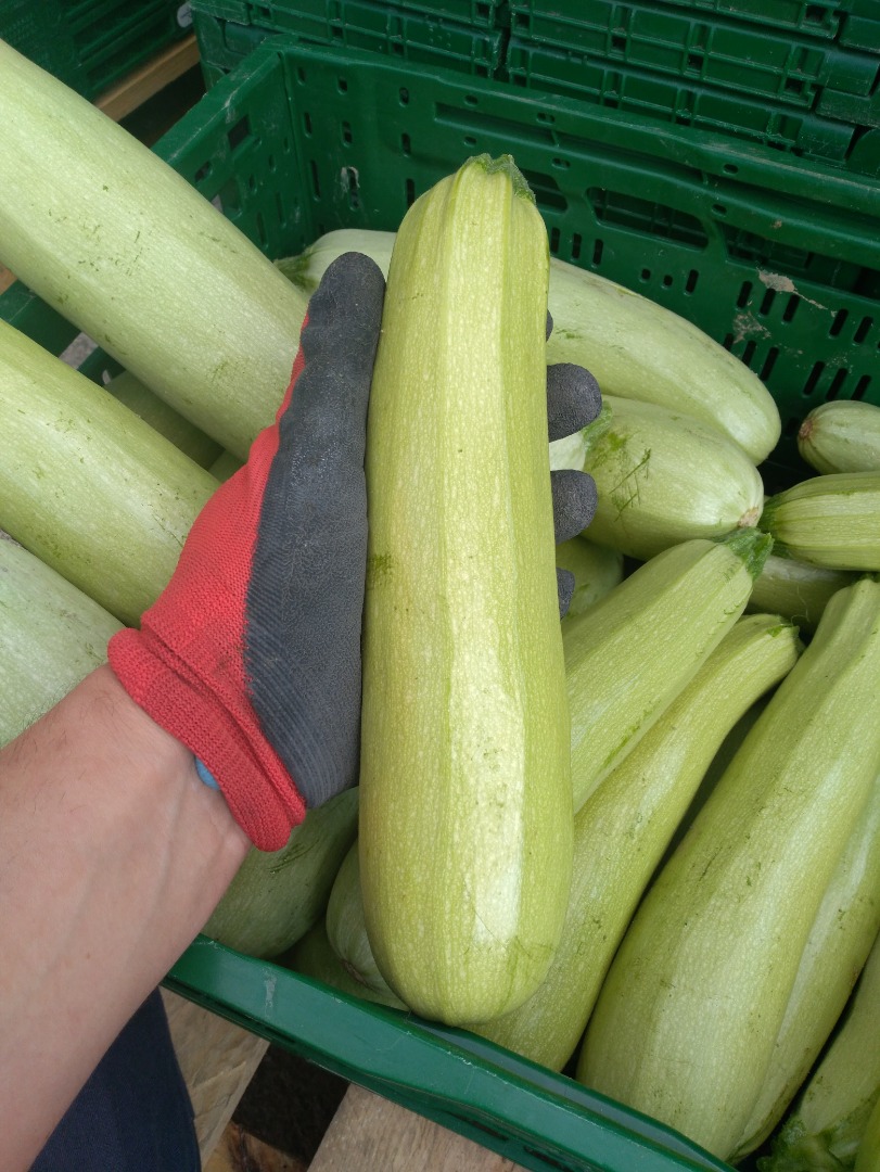 Grandes cantidades de calabaza y calabacín