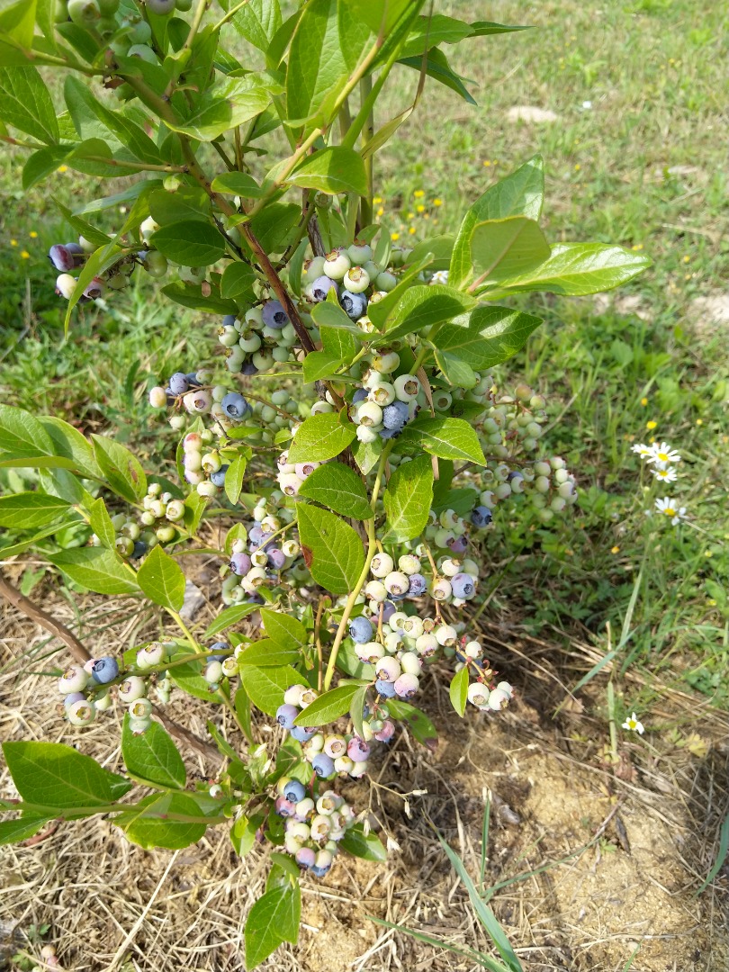 Tengo a la venta fruta dulce y fresca de arándanos de la variedad bluecrop