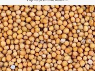 MUSTARD Tipo de producto: Hierbas y especias individuales Estilo: