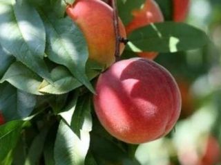 Venderé fruta fresca y madura de la variedad de