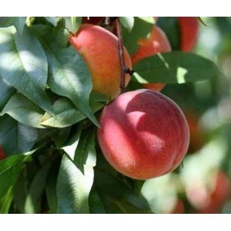 Venderé fruta fresca y madura de la variedad de postres Harrow Beauty recolectada de árboles de tres años