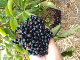 Venderé unos 500 kg de fruta de saúco.