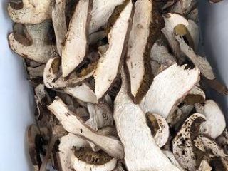 Boletus edulis, hongos porcini, cepes, steinpilz, recogidos de los