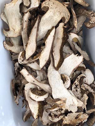 Boletus edulis, hongos porcini, cepes, steinpilz, recogidos de los lugares ecológicos del bosque de Transilvania