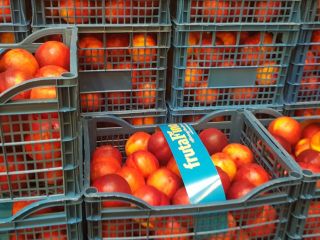Fia Gogot Fruit ofrece nectarina fresca y durazno del