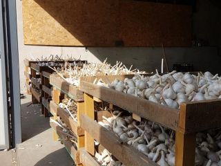 Hola, tengo ajo para la venta! Variedad MEGA