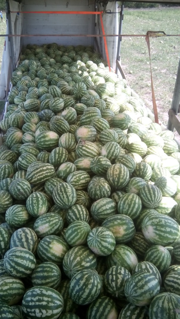 Venderemos sandías con transporte a Varsovia 4-10 kg, solo cantidades de camiones, país de origen Ucrania, buena mercancía