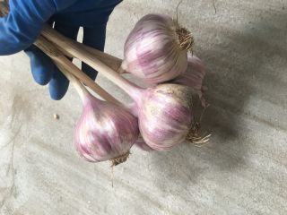 Tengo ajo polaco - variedad 'Harnaś'.
