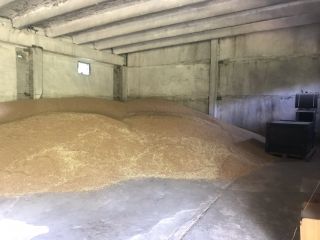 Prodavam Hlebna Variedad de trigo Sofu 180 toneladas Meister-60