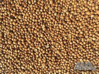 Prodavam cilantro en granos Origen del producto Bulgaria Cantidad