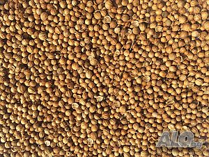 Prodavam cilantro en granos Origen del producto Bulgaria Cantidad disponible 100 toneladas La cosecha se completará en 2-3 días Para pedidos de El precio es