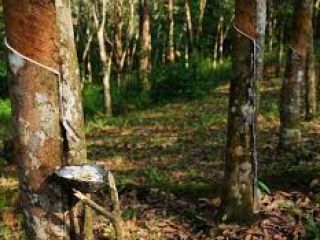 Siendo uno de los mayores productores de caucho natural