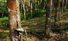 Siendo uno de los mayores productores de caucho natural en África Central, le ofrecemos caucho natural con especificaciones de alta calidad