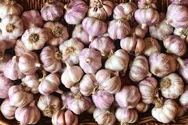 Actualmente estamos en la cima de nuestra cosecha de ajo