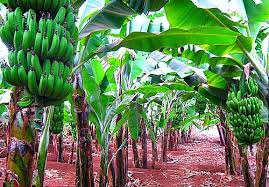 Actualmente estamos en la cima de nuestra cosecha de banano