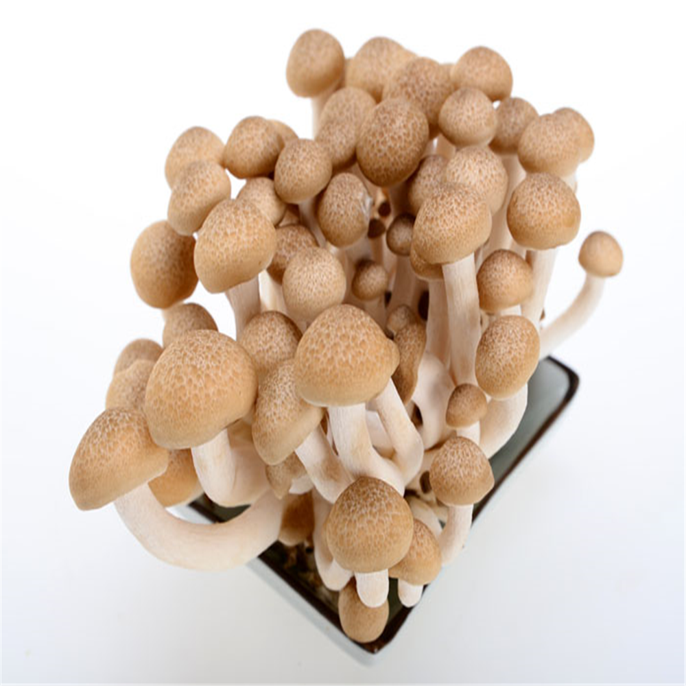 Hypsizygus Marmoreus Mushrooms Package: 150g * 40 / ctn, según la solicitud del cliente Tiempo de suministro: rondas de todo el año Términos de precio: FOB