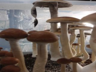 Hypsizygus Marmoreus Mushrooms Package: 150g * 40 / ctn,