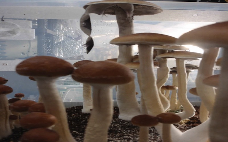 Hypsizygus Marmoreus Mushrooms Package: 150g * 40 / ctn, según la solicitud del cliente Tiempo de entrega: Todo el año Términos de precio: FOB; CFR