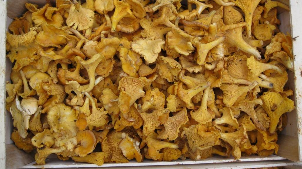 Venderé un rebozuelo fresco de 1000 kg