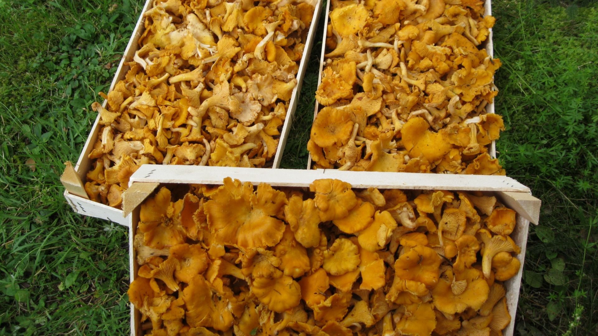 Venderé un rebozuelo fresco de 1000 kg