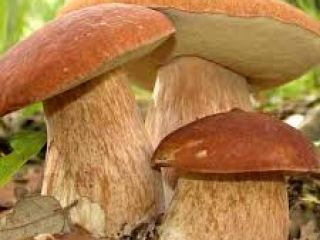 Boletus secos, 10 kg.