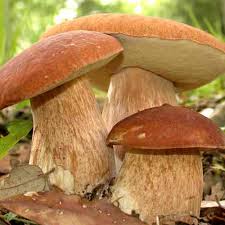 Boletus secos, 10 kg