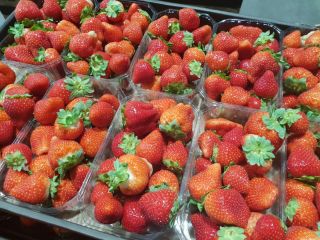 Fresa fresca, de alta calidad, buena para exportación, caja