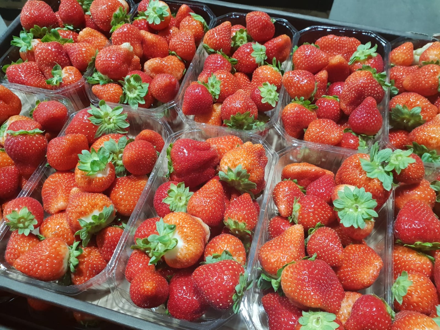 Fresa fresca, de alta calidad, buena para exportación, caja de 500 g, disponible para los próximos 2 meses