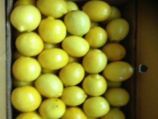 Fresh Lemon en venta contáctenos por correo electrónico o