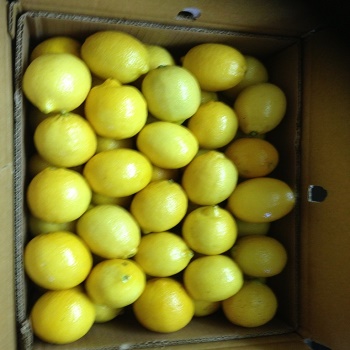 Fresh Lemon en venta contáctenos por correo electrónico o whatsApp para obtener más información