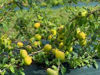Somos agricultores de Letonia con más de 20 años