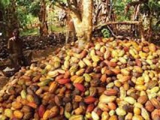 Granos de cacao orgánicos de África a un precio