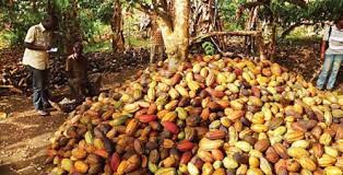 Granos de cacao orgánicos de África a un precio muy asequible