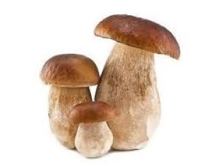 Esquejes de boletus secos Contáctenos directamente a través de