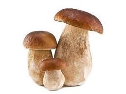 Esquejes de boletus secos Contáctenos directamente a través de nuestro correo electrónico: O