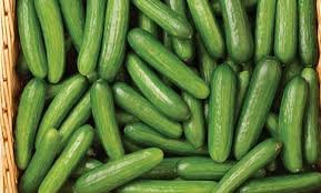 Especificaciones del pepino fresco de EE