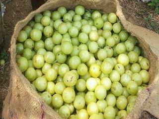 Nombre del producto: Precio confiable Producto de bayas IQF