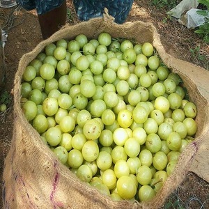 Nombre del producto: Precio confiable Producto de bayas IQF Grosella espinosa fresca congelada Propiedades físicas Insectos: 0/10 kg Material del frente: 0/10