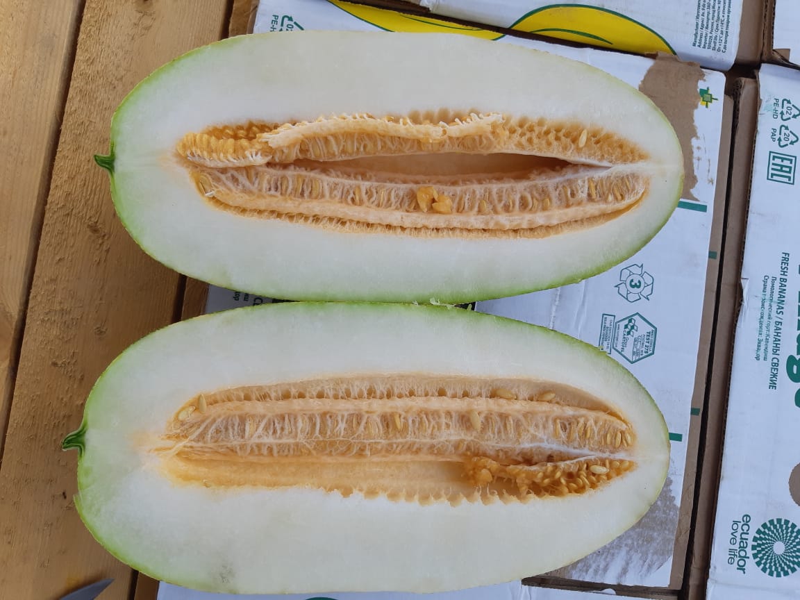 Hola, para la venta melón importado de la soleada Uzbekistán, cartón de embalaje, pedido mínimo 20t