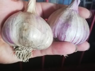AJO POLACO HARNAŚ 2019 Hola. Tengo a la venta