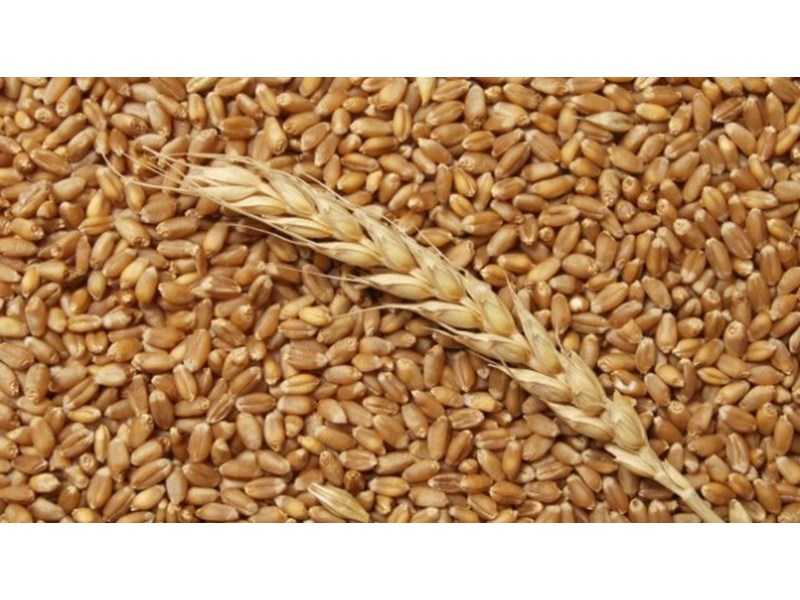 Vendo forraje 10 t trigo, cosecha 2019 en tierra Sliven