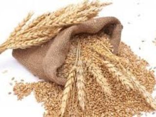 En Venta Trigo 7 t., Cosecha 2019 en tierra