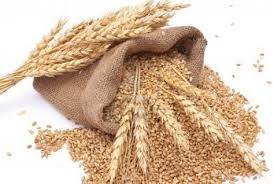 En Venta Trigo 7 t., Cosecha 2019 en tierra Sliven