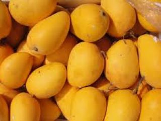 El mango egipcio fresco es una de las frutas