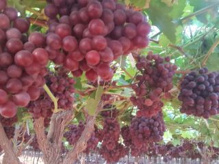 Venderé uvas al por mayor. Más información a través