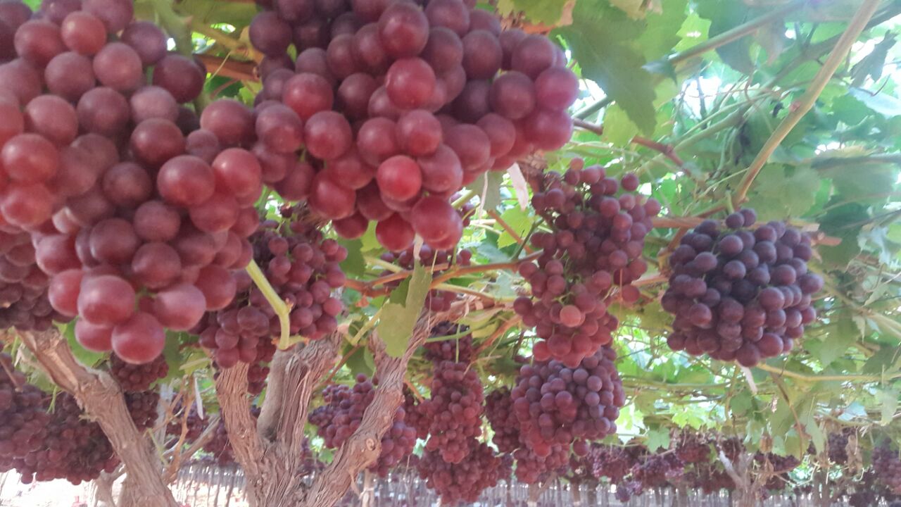 Venderé uvas al por mayor
