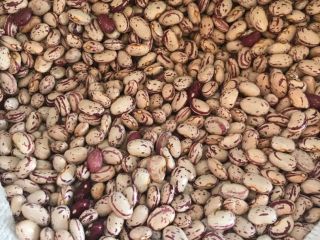 Vendo frijoles de diferentes tipos.
