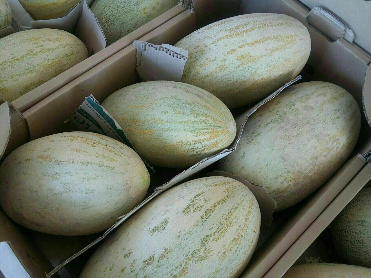 Venderé melones, un grado de torpedo