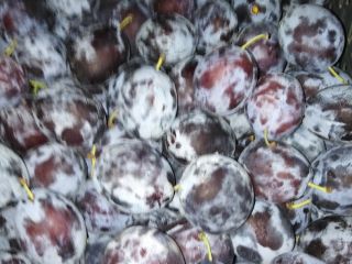 Venderé una hermosa ciruela gruesa, la ciruela húngara Dabrawice,