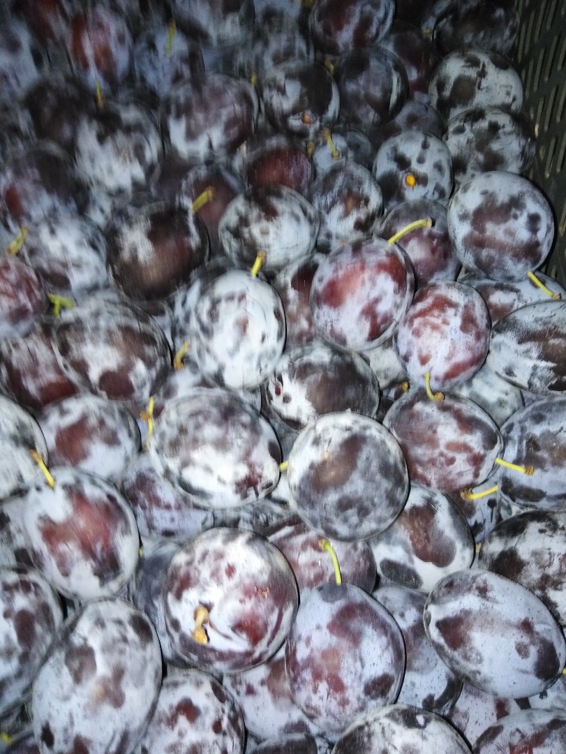 Venderé una hermosa ciruela gruesa, la ciruela húngara Dabrawice, refrigerada